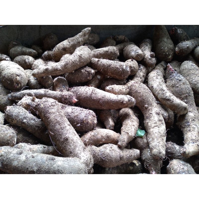 

Umbi Talas segar / mentah 1kg besar Mbote Kimpul