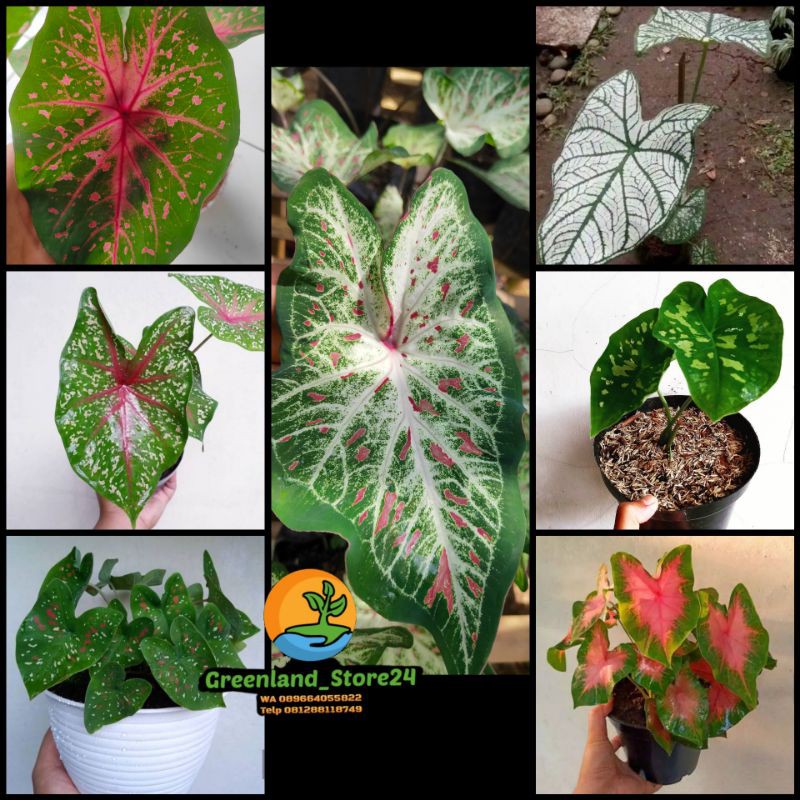 paket 7 jenis tanaman hias keladi - keladi hias - tanaman hias keladi - tanaman keladi - caladium