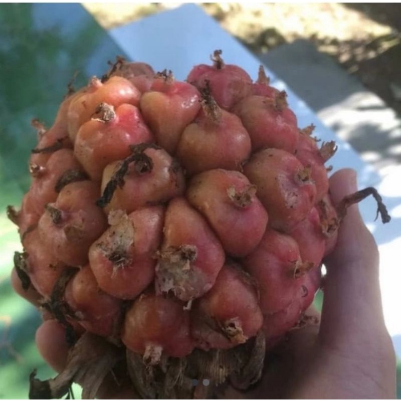 

buah honje/rombeh sayur segar