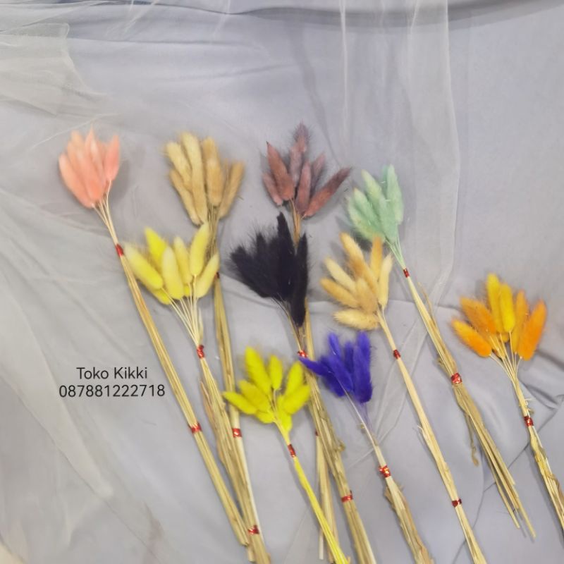 10 Tangkai Lagurus Bunny Tail / Dried Flower / Bunga Kering
