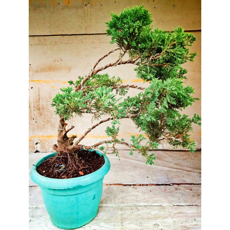 bakalan bonsai cemara sinensis medium