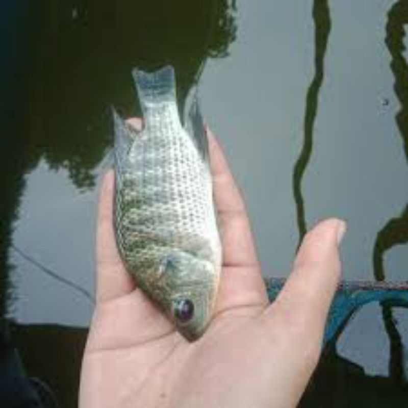 ikan nila nirwana 2 jari
