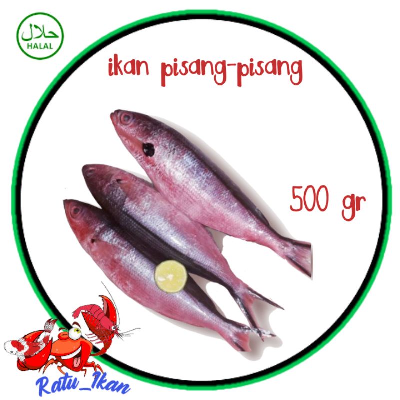

ikan pisang pisang [500gram] ratu_ikan