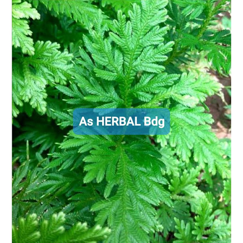 

Paket 500 gram daun cakar ayam fresh petik langsung-az