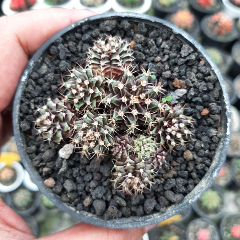 sepot gymno miha hybrid