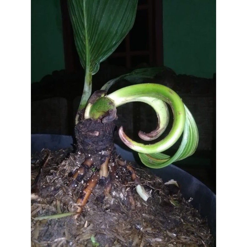 bonsai pohon kelapa unik