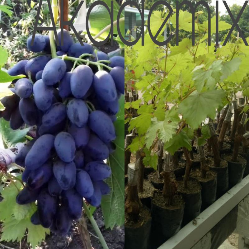 ANGGUR IMPORT AKADEMIK