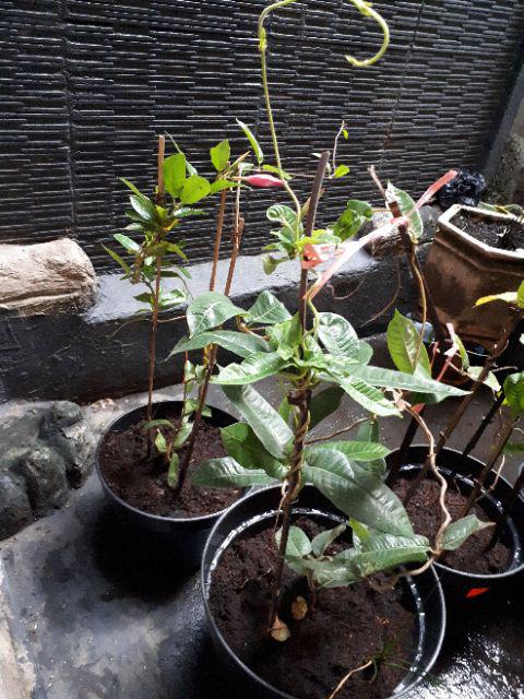 Tanaman Mandevilla Pink