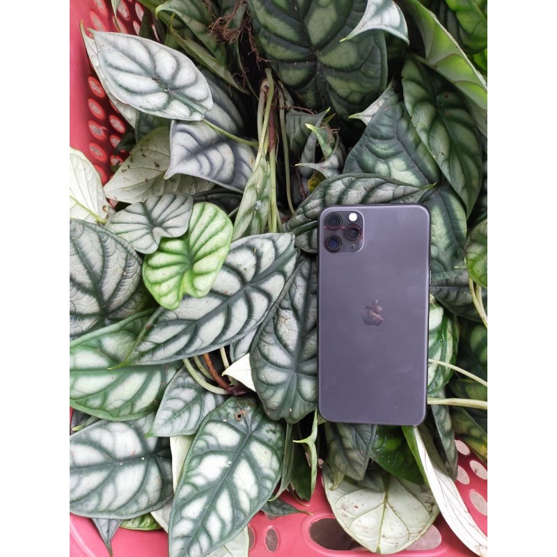 Alocasia Dragon silver Bibit/anakan