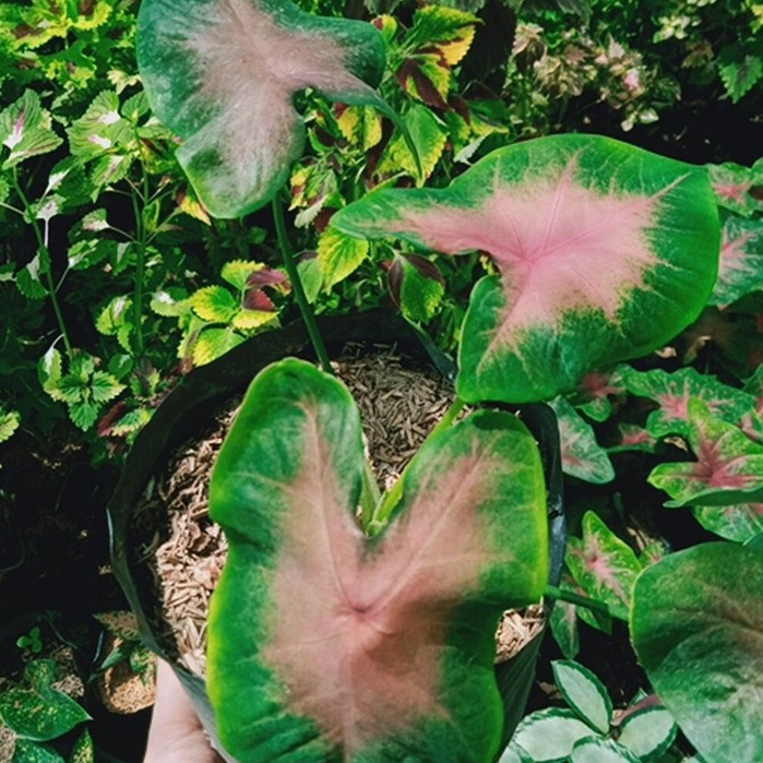 tanaman hias bunga keladi jantung hati
