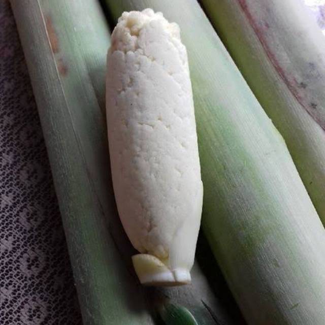 

Telur Tebu Premium/ Bergaransi/ Terubuk/ 10 batang