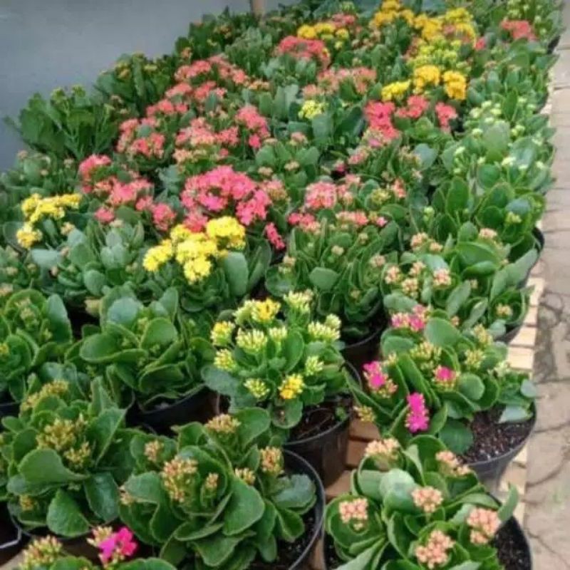 paket 3 warna cocor bebek / tanaman hias cocor bebek (pink, kuning, putih)