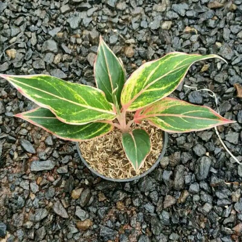 tanaman hias aglonema lipstik pink-aglonema lipstik pink-lipstik pink aglo-aglonema lipstik pink pro