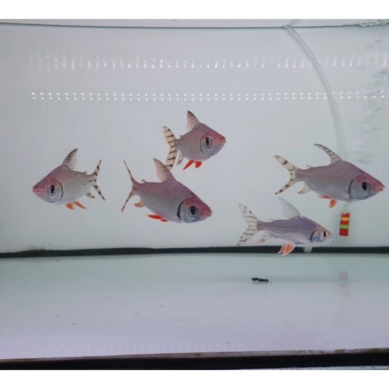 ikan red feifeng american flagtail 2 ekor