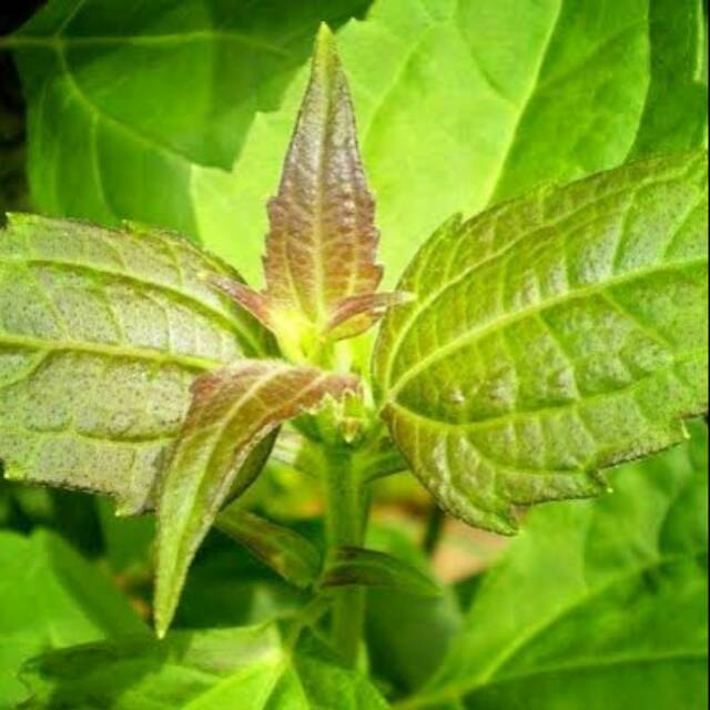 

Daun kirinyuh 500gr fres