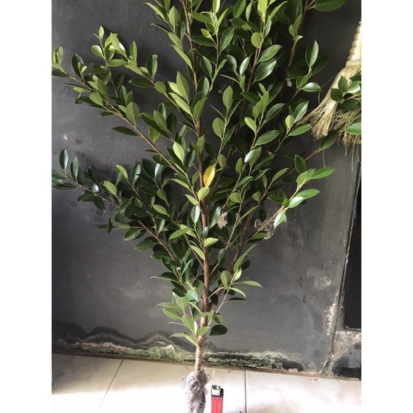 Bibit Cangkok Kimeng