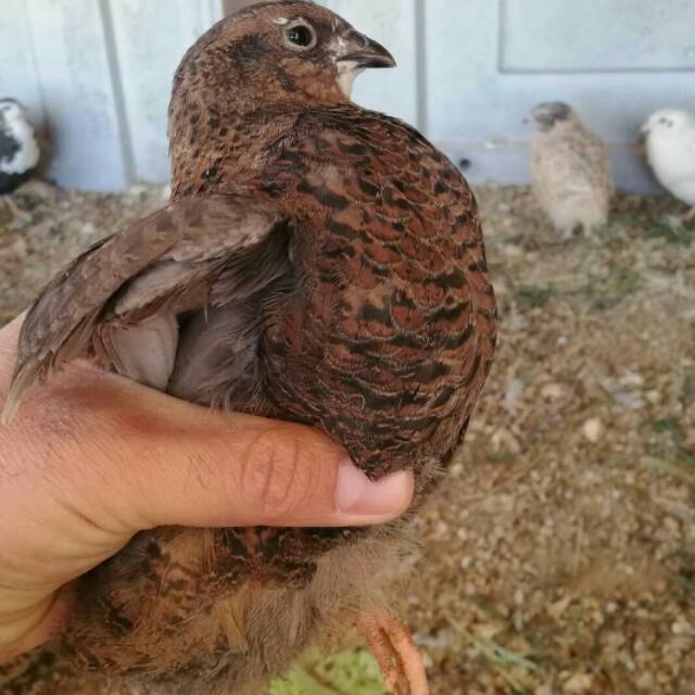 Download Burung Puyuh Liar Gif