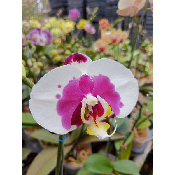 anggrek bulan grade B putih bercak ungu putih totol ungu phalaenopsis hybrid bunga jumbo kondisi kno