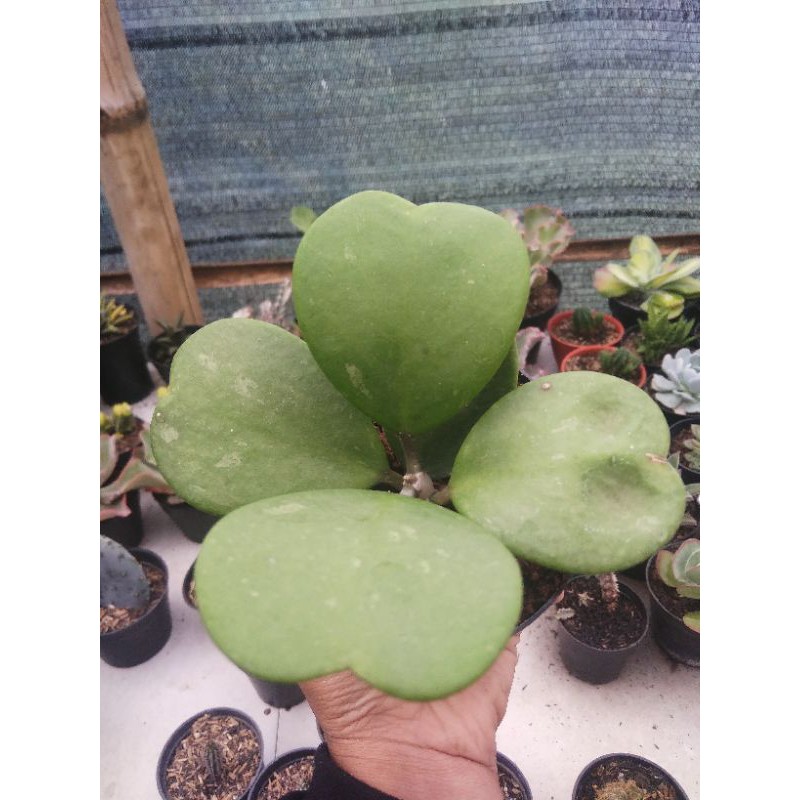 Kaktus-Sukulen Love hoya cluster 5daun