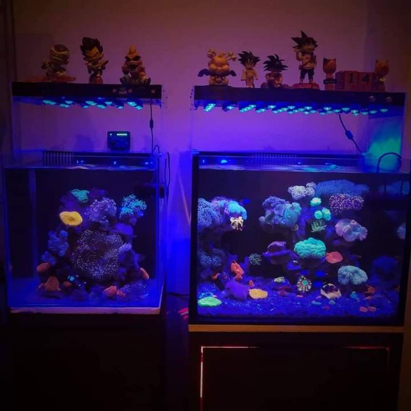 750+ Dekorasi Aquarium Air Laut HD Terbaik