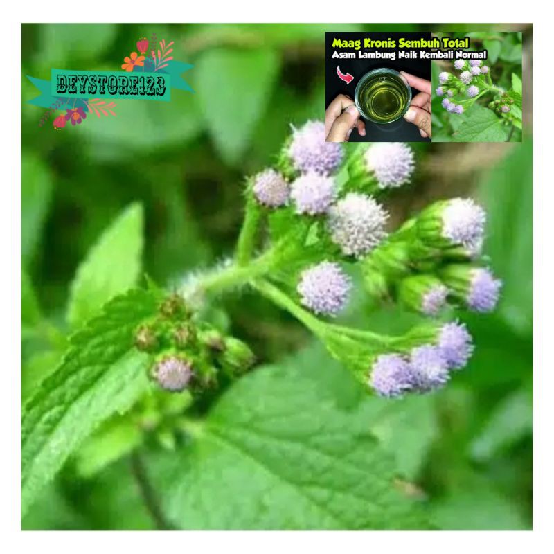 

Daun Babadotan sagar per 1 kg murah