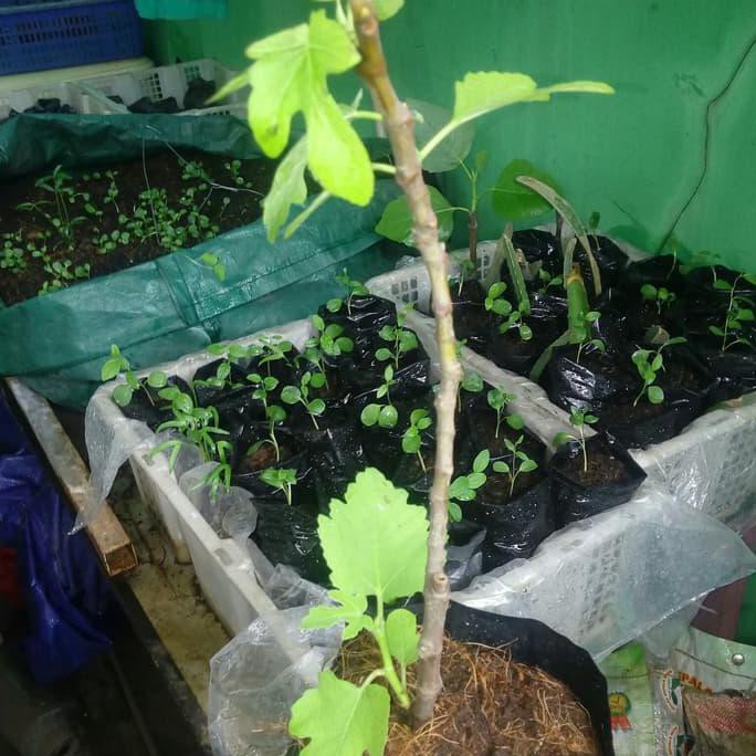 Free Onhkir Bibit Pohon Tin Green Jordan Antara 20 - 30 Cm Kw1