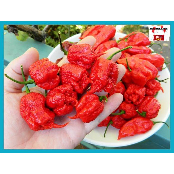Tibibhineb- Bibit / Benih / Seeds Cabe Carolina Reaper Hot Pepper Cabe Pedas -Aslii.