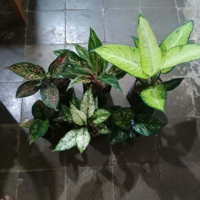 paket bunga aglaonema 6 btg.