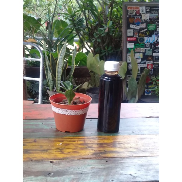 

madu tawon
