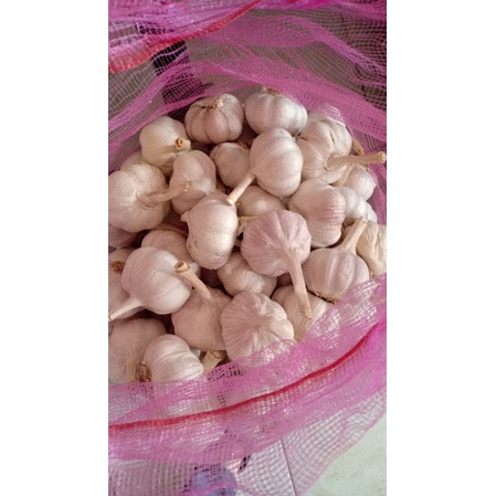 

bawang putih honan / banci