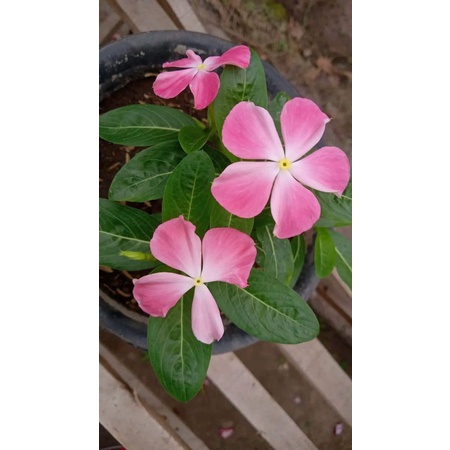 

benih vinca SUMER SAKURA