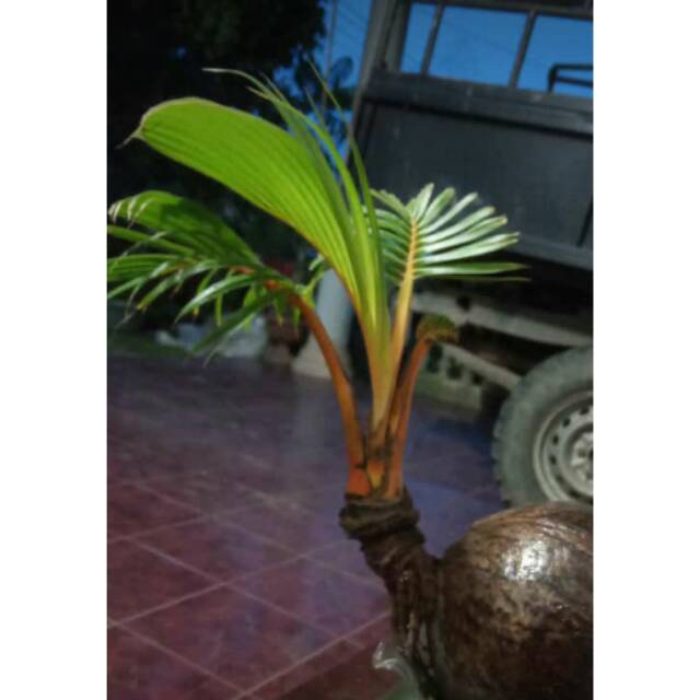 Bonsai kelapa gading