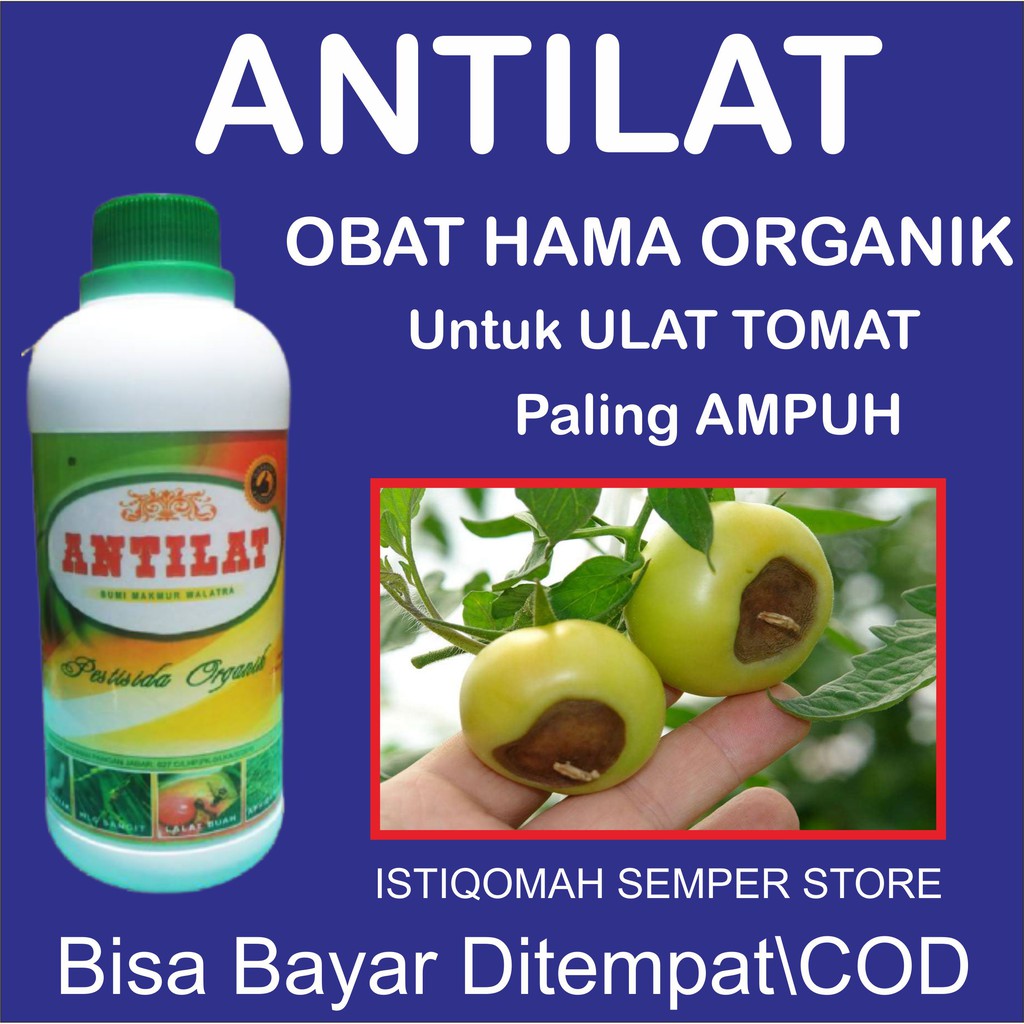 Pupuk Cair ANTILAT Pestisida Hayati Obat Hama Organik Untuk Membasmi ULAT TOMAT, Paling AMPUH