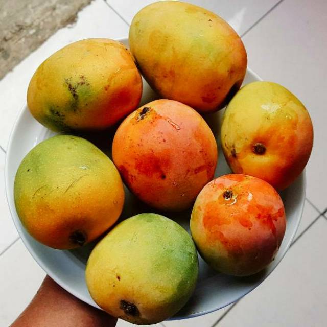 

Mangga Gedong Gincu Alpucado