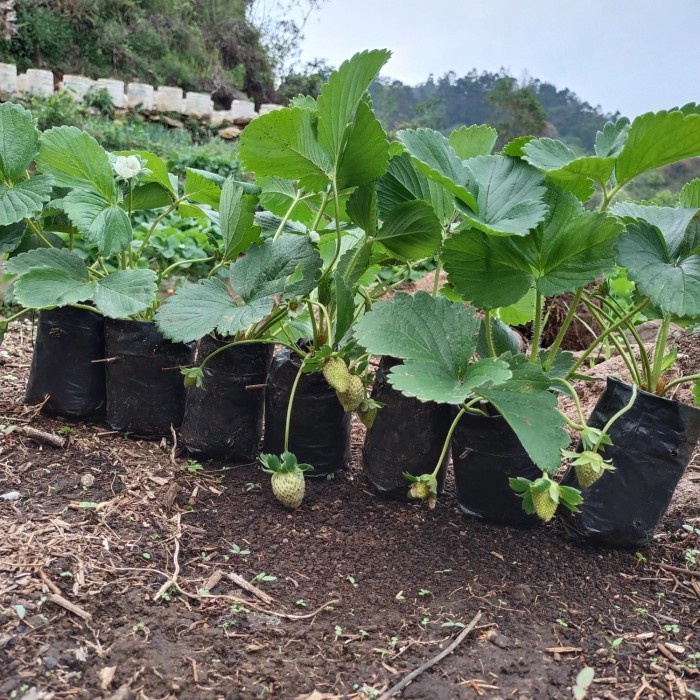 pohon tanaman strawbery korea berbuah dan berbunga bisa cod murah