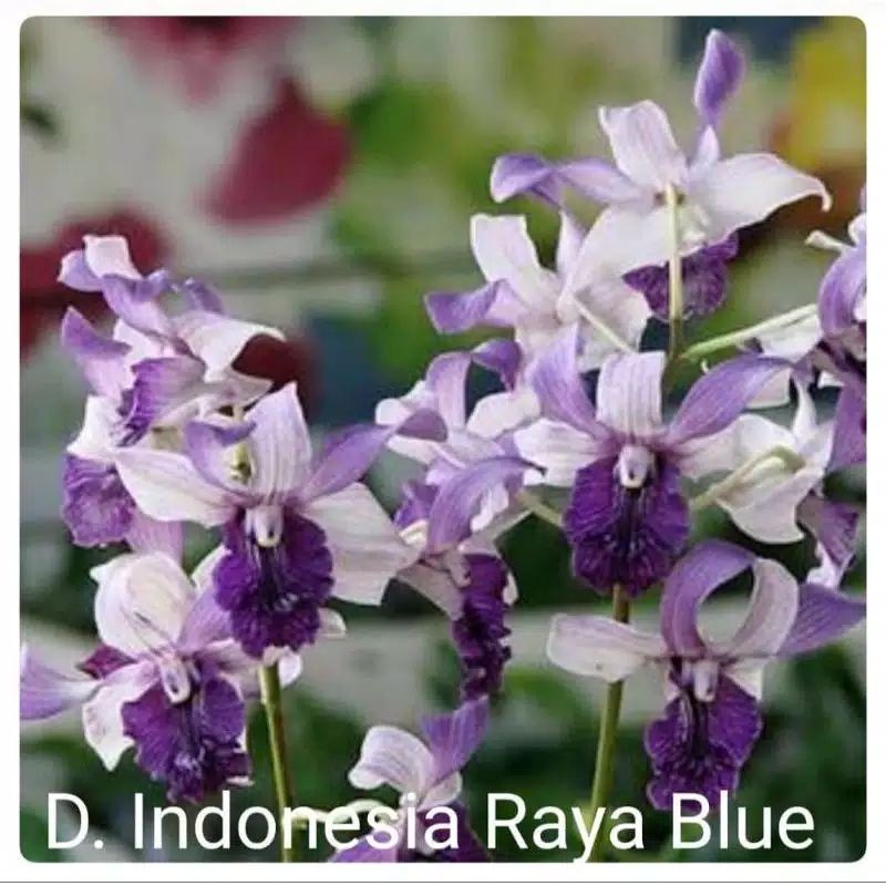 anggrek dendrobium indonesia raya blue