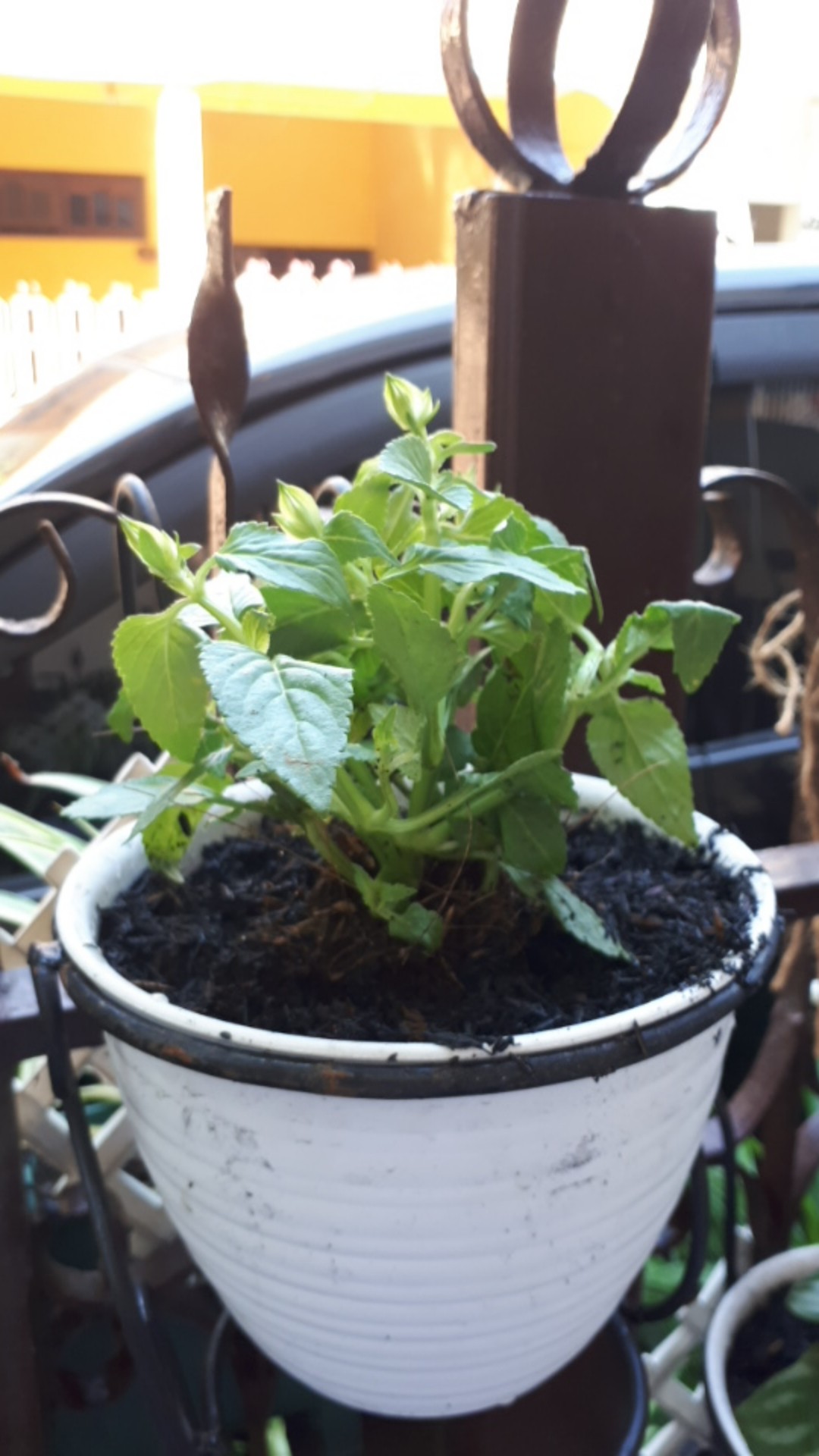 Tanaman Hias Bunga Torenia Atau Mata Kucing Putih