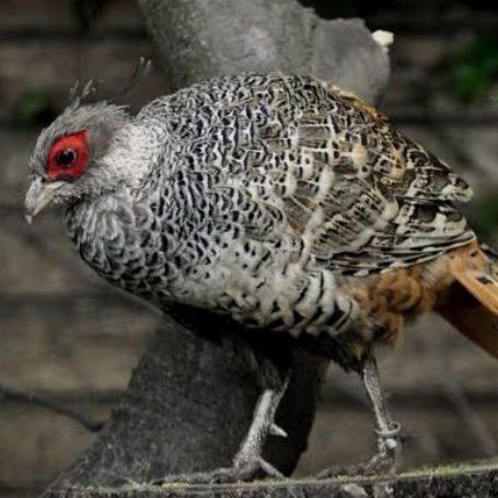 

TELUR AYAM HIAS RINGNECK CHEER PHEASANT FERTIL UNTUK DITETASKAN