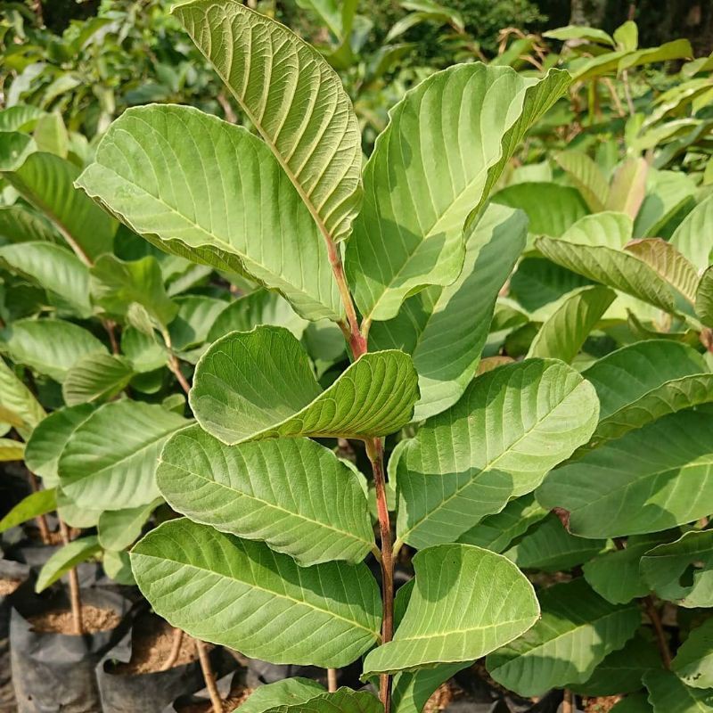 BIBIT JAMBU KRISTAL tanpa biji okulasi unggul (bisa COD)