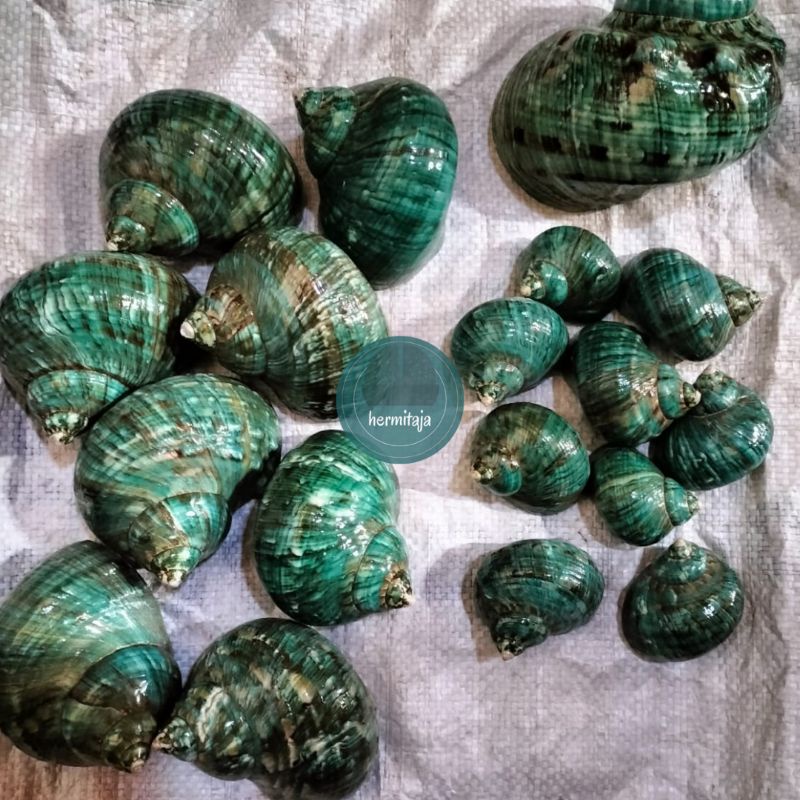 Cangkang Kelomang Turbo Imperialis Imper ukuran M, XL dan XXL