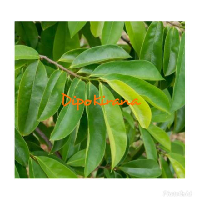 

Daun Sirsak Segar