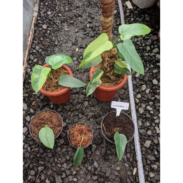 Philodendron Violin Variegata - tanaman hias mewah