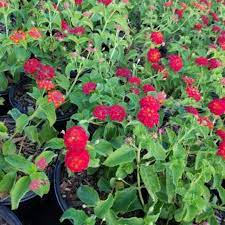Bunga Hidup Tanaman Hias Lantana Merah Hiasan Taman - BAKUL KEMBANG