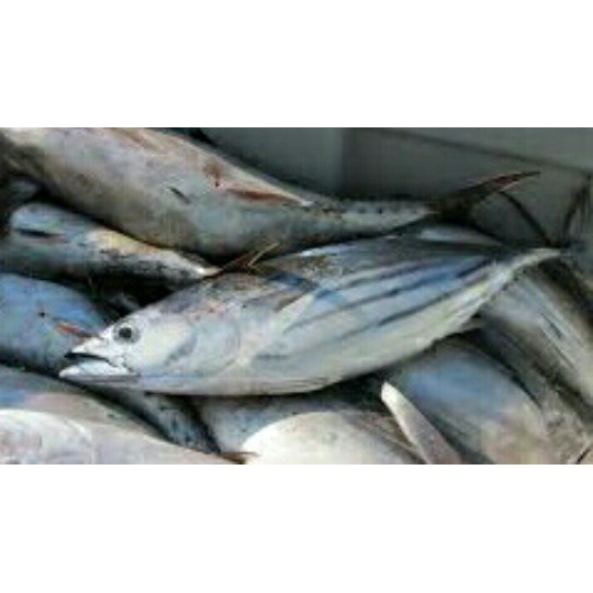 

asa457a Ikan Tongkol Xa20X1