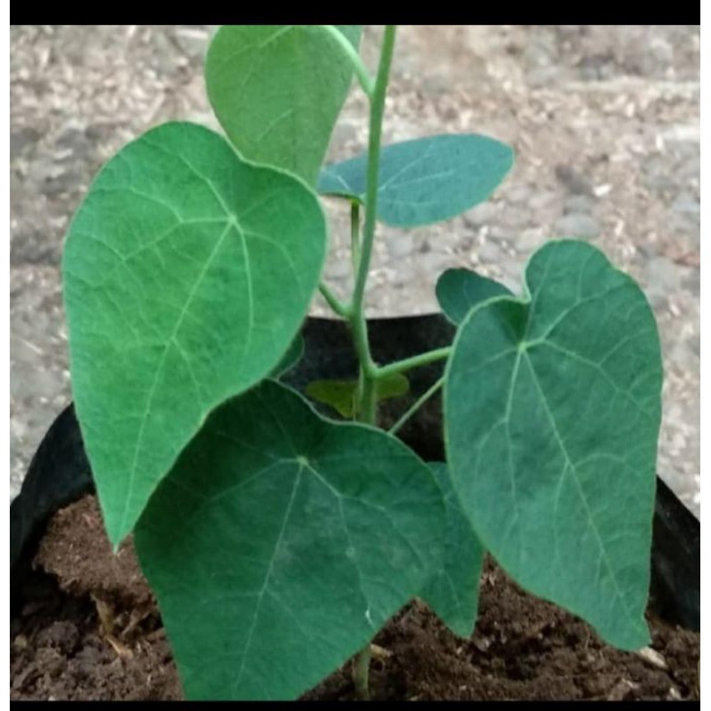 Bibit Tanaman Cincau Bulu Hijau - Pohon Daun Cincau Bulu Rambat