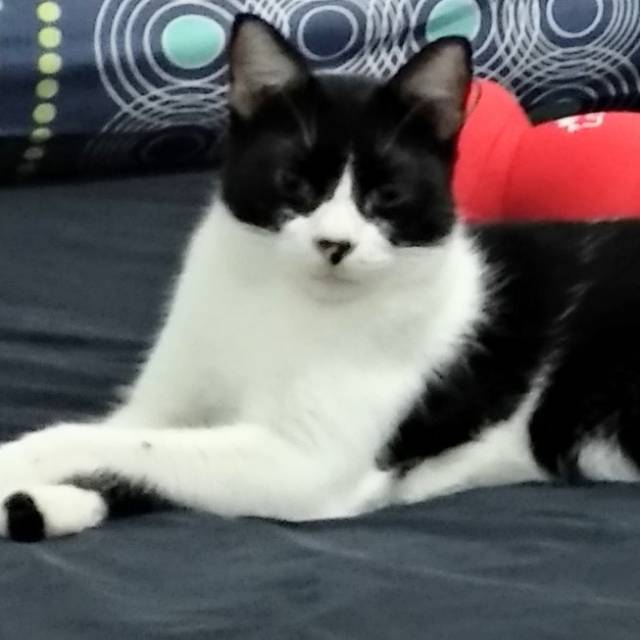 lilindahs