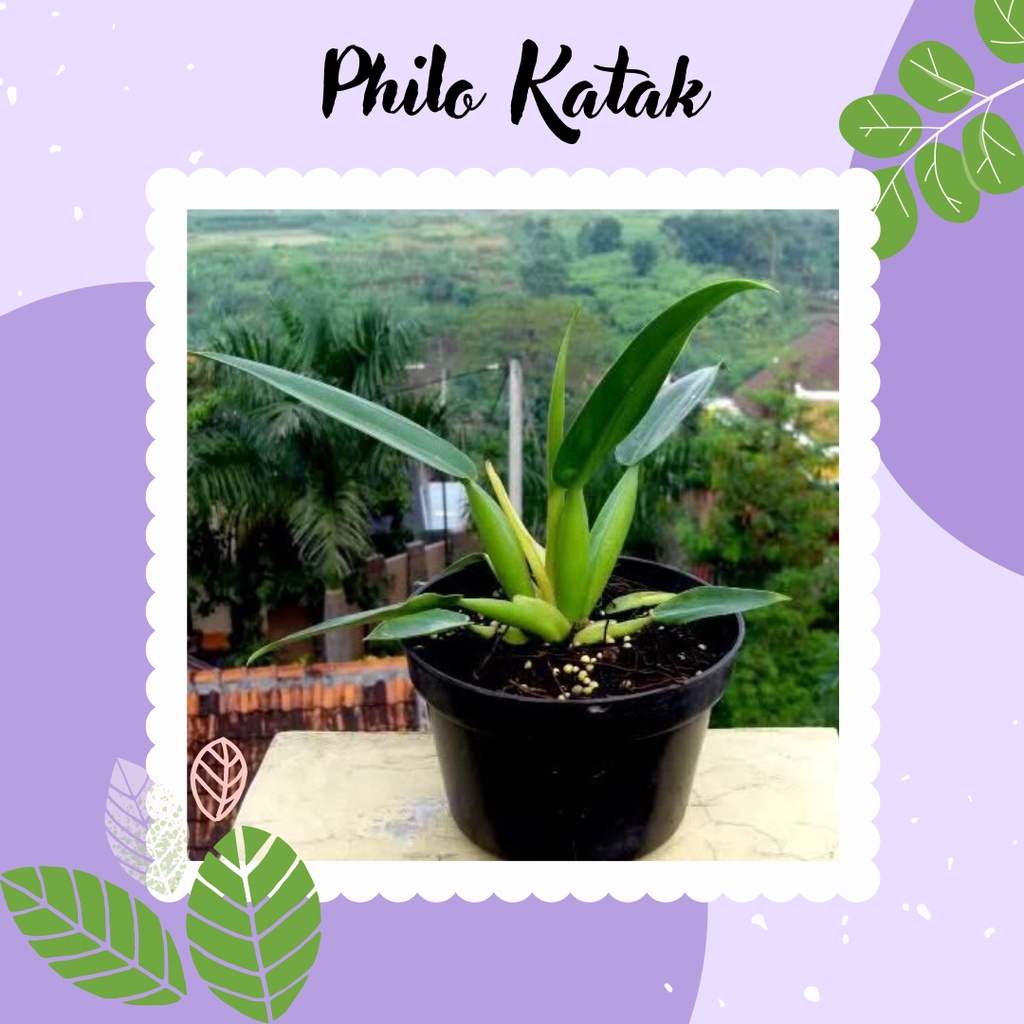 Tanaman Hias Philodendron Katak Bunga Philo Katak Philo Eceng Murah