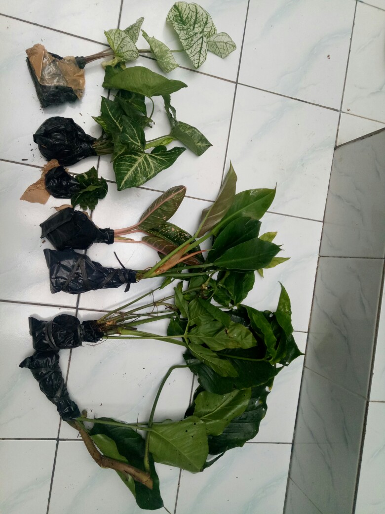 Philodendron Litle Phil Philodendron Karet Pilo Daun Lebar