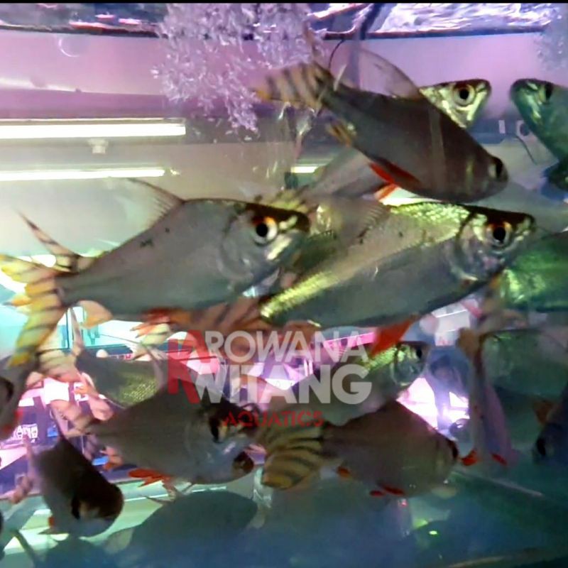 Ikan Yellow Feifeng American Flagtail 15cm / Ikan YFF / Ikan Feifeng / Yellow Feifeng Besar Murah