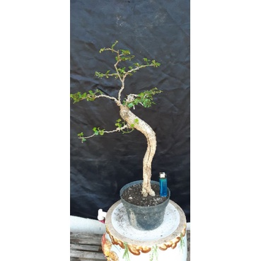 bonsai serut medium jadi siap pajang